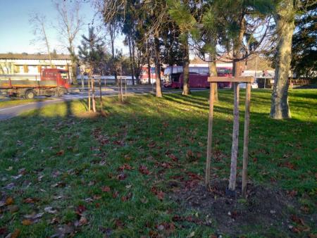 zasaditev novih dreves (5)